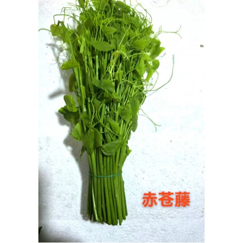 赤仓藤